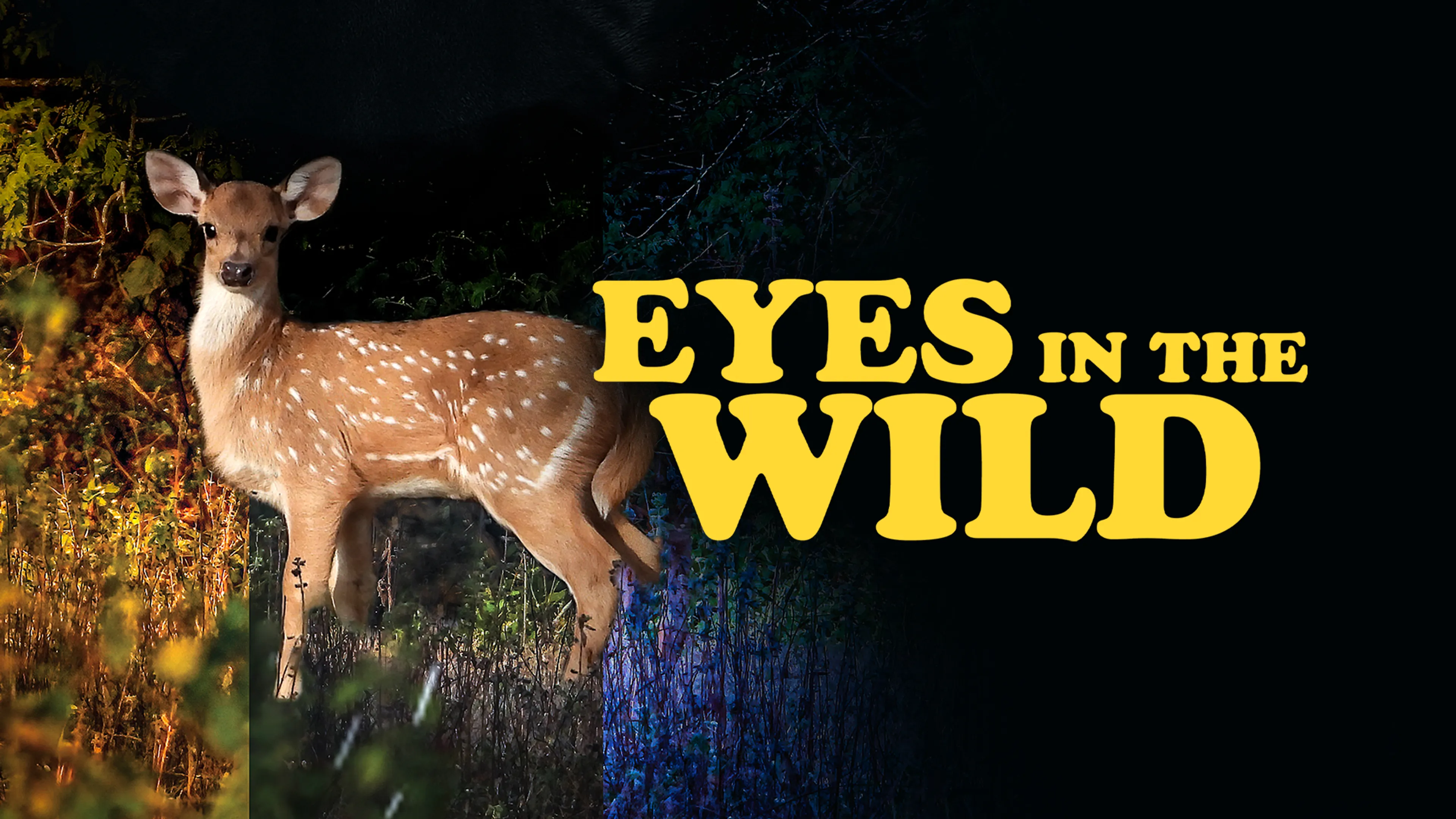 Eyes in the Wild poster
